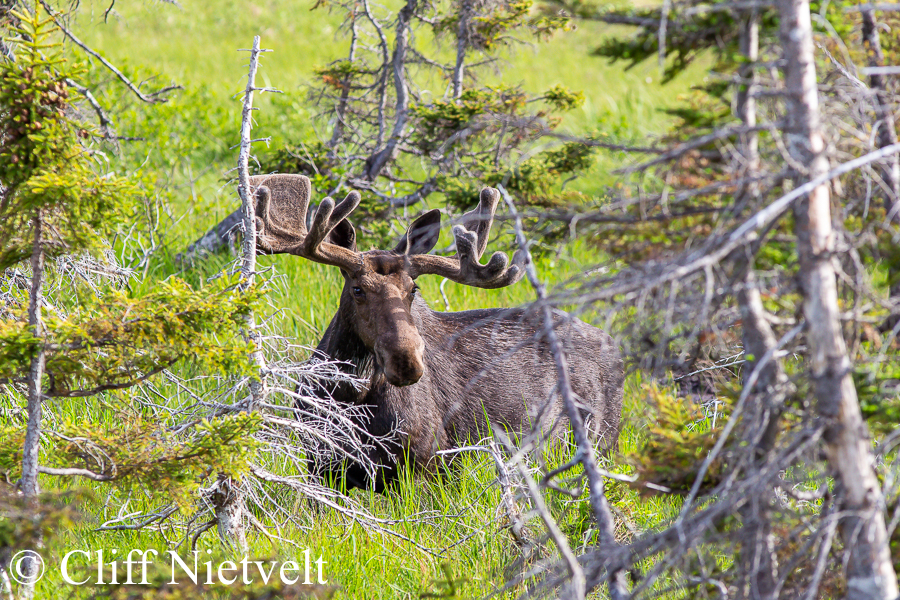 Bull Moose, REF: NOSC011